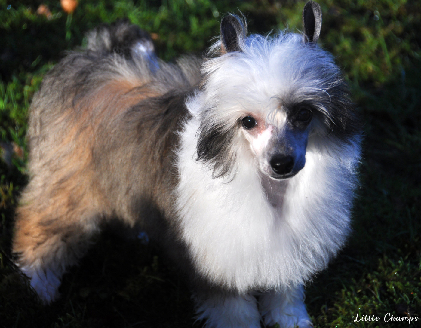 Little Champs - Chiots disponibles - Chien chinois à crête