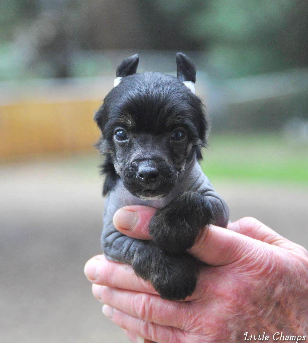 Little Champs - Chiots disponibles - Chien chinois à crête