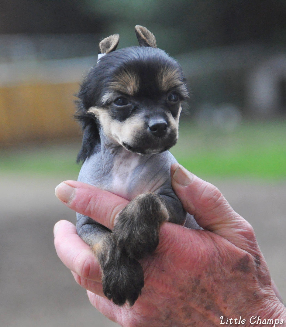Little Champs - Chiots disponibles - Chien chinois à crête
