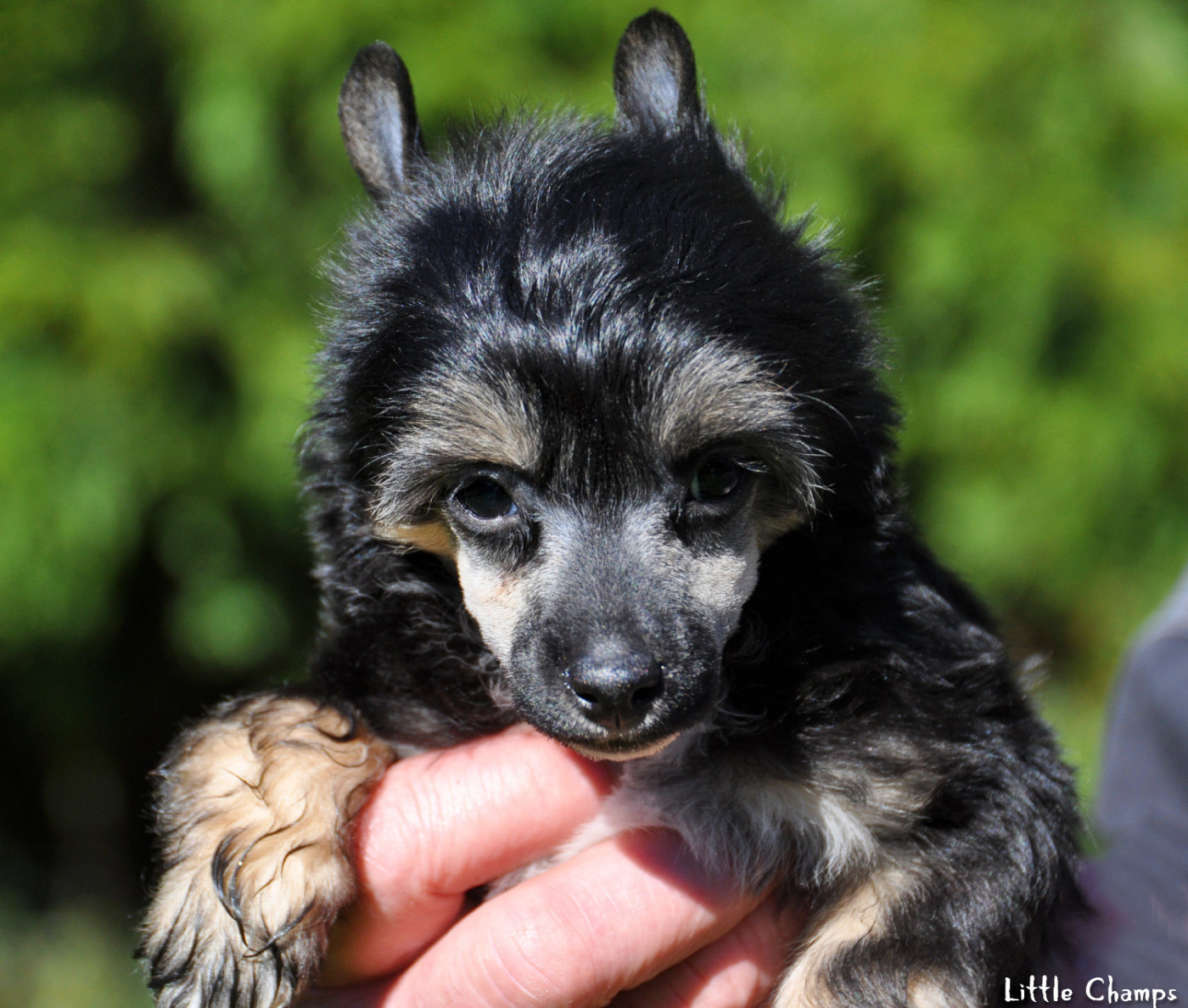 Little Champs - Chiots disponibles - Chien chinois à crête