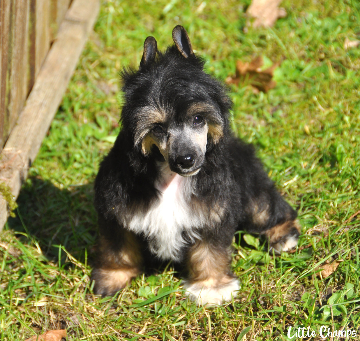 Little Champs - Chiots disponibles - Chien chinois à crête