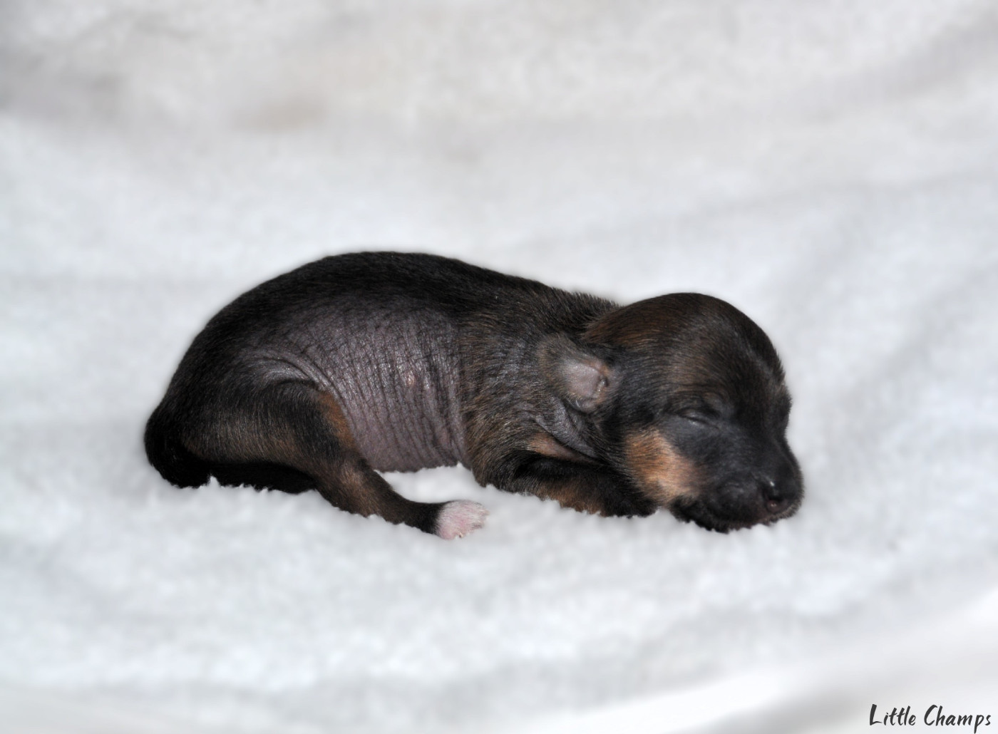 Little Champs - Chiots disponibles - Chien chinois à crête