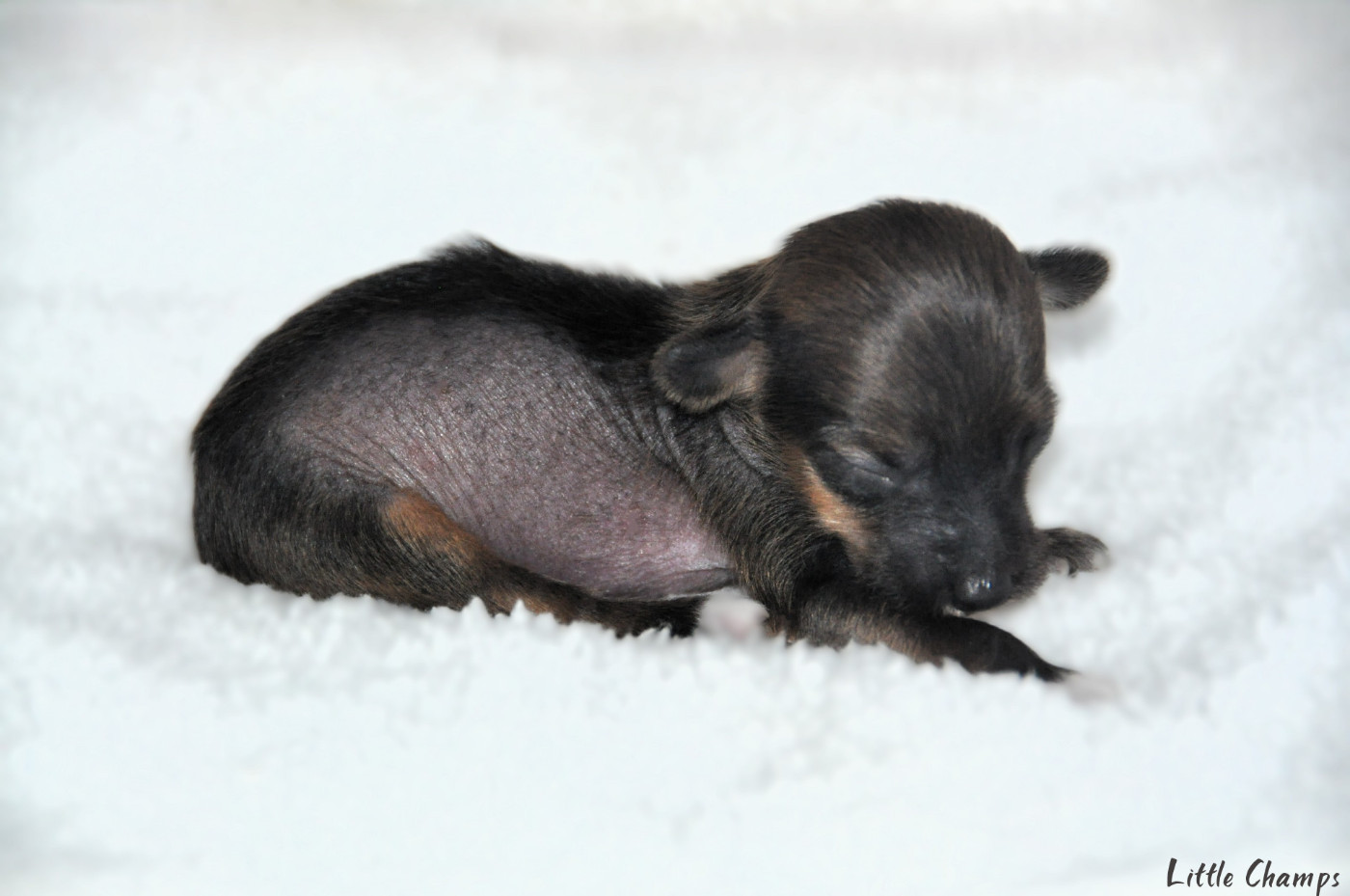 Little Champs - Chiots disponibles - Chien chinois à crête