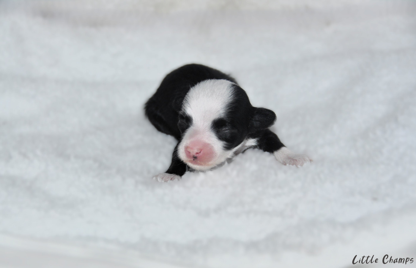Little Champs - Chiots disponibles - Chien chinois à crête