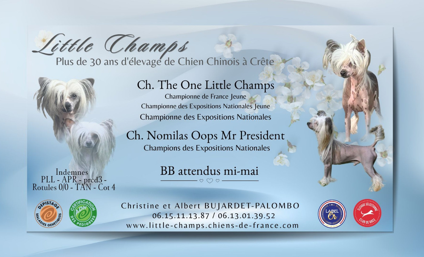 Chiot Chien chinois à crête Little Champs