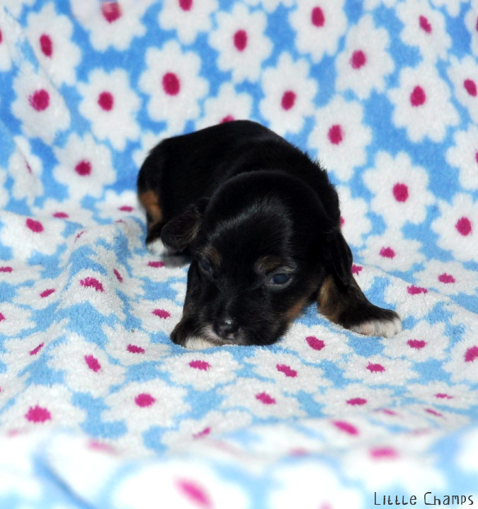 Little Champs - Chiots disponibles - Chien chinois à crête