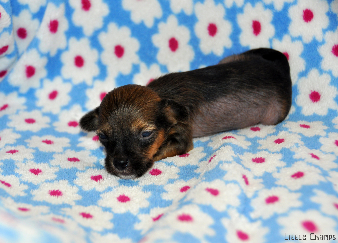 Little Champs - Chiots disponibles - Chien chinois à crête