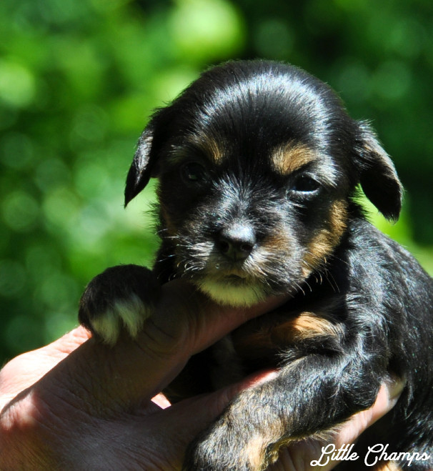 Little Champs - Chiots disponibles - Chien chinois à crête