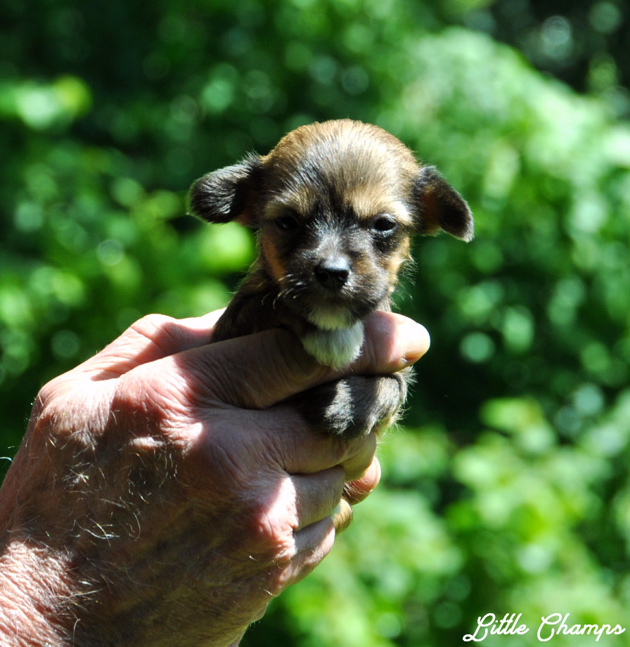 Little Champs - Chiots disponibles - Chien chinois à crête