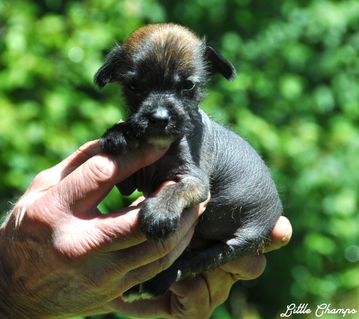 Little Champs - Chiots disponibles - Chien chinois à crête