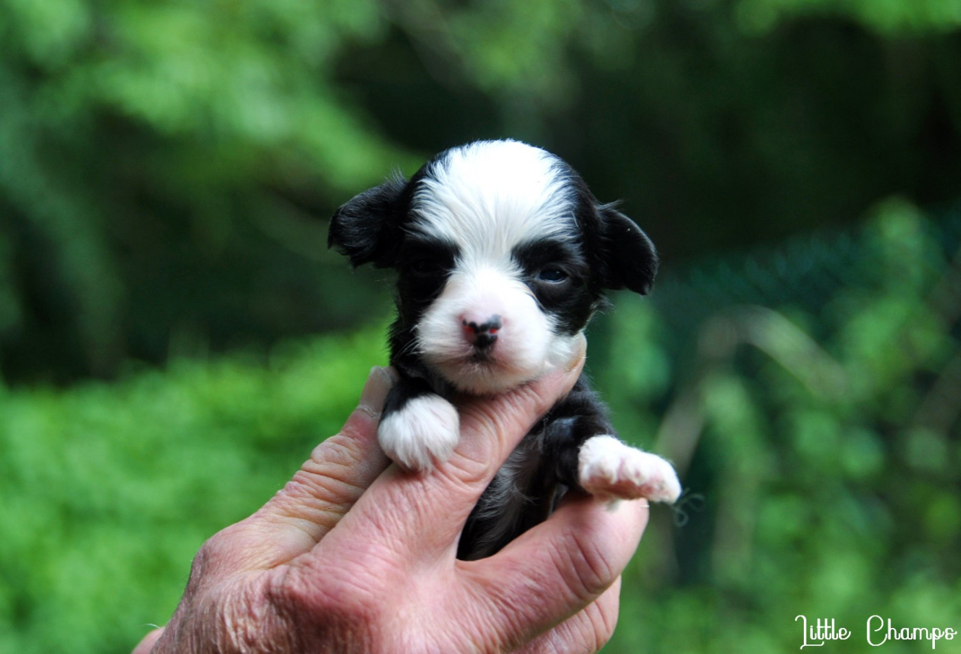 Little Champs - Chiots disponibles - Chien chinois à crête