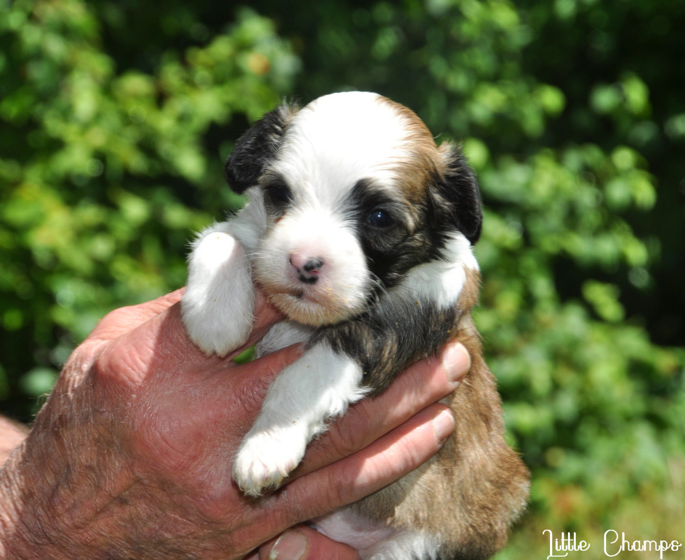 Little Champs - Chiots disponibles - Chien chinois à crête