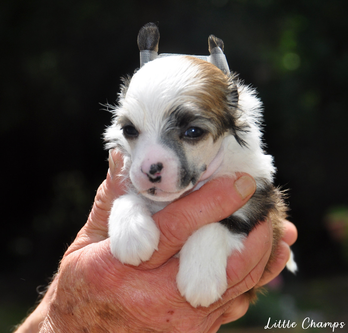 Little Champs - Chiots disponibles - Chien chinois à crête