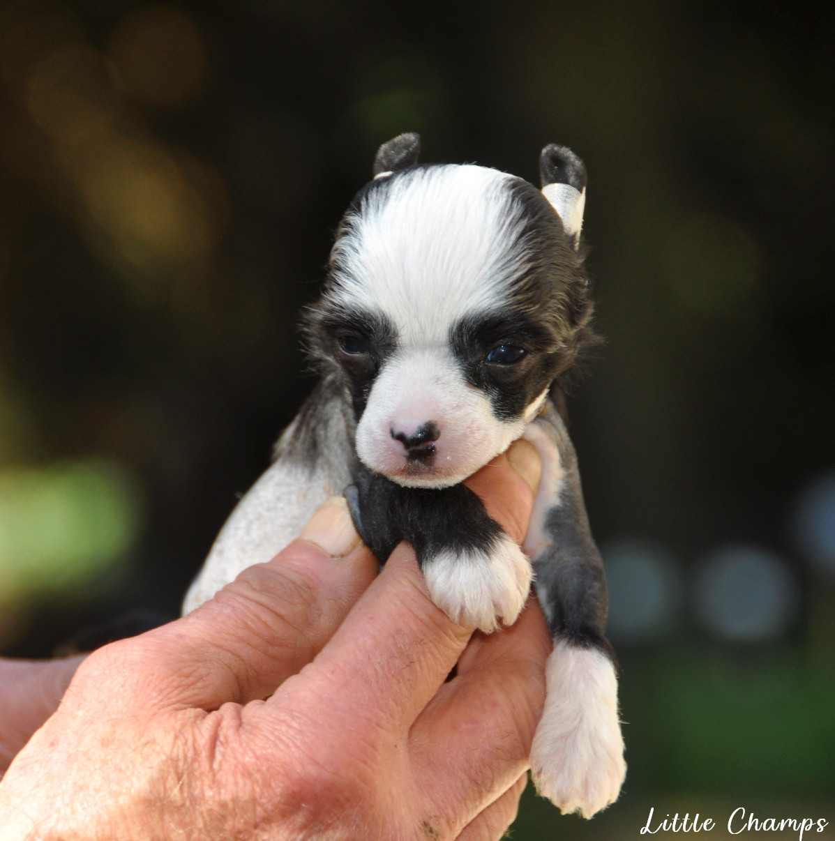 Little Champs - Chiots disponibles - Chien chinois à crête