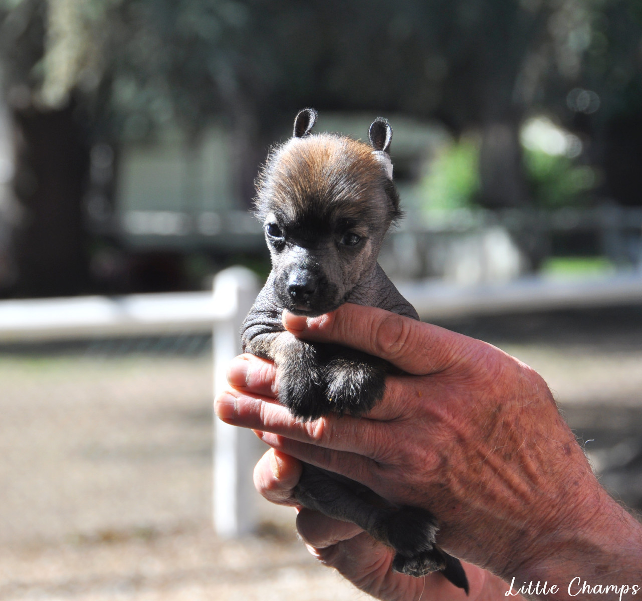 Little Champs - Chiots disponibles - Chien chinois à crête
