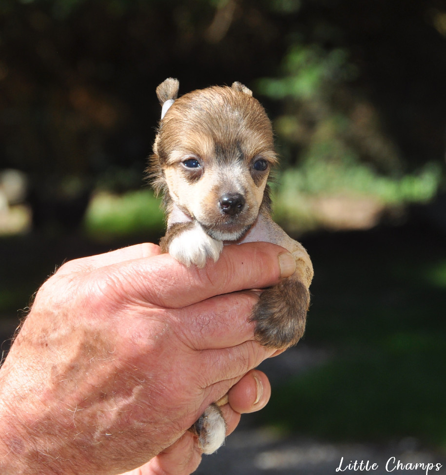 Little Champs - Chiots disponibles - Chien chinois à crête