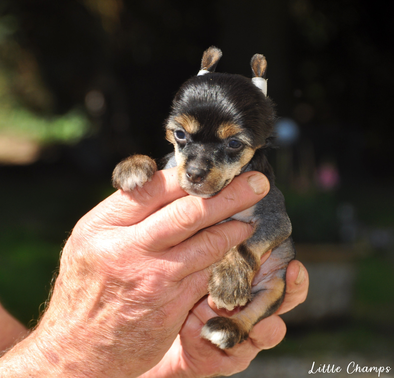 Little Champs - Chiots disponibles - Chien chinois à crête