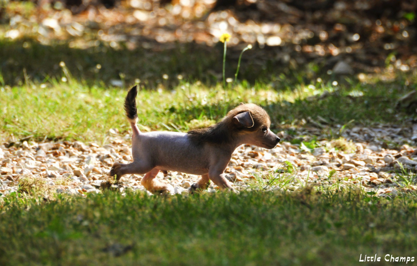 Little Champs - Chiots disponibles - Chien chinois à crête