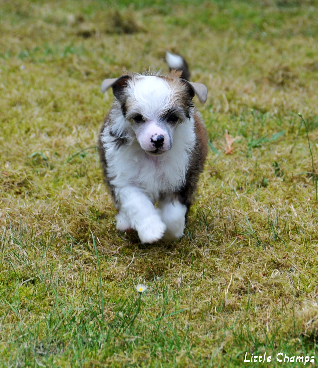 Little Champs - Chiots disponibles - Chien chinois à crête