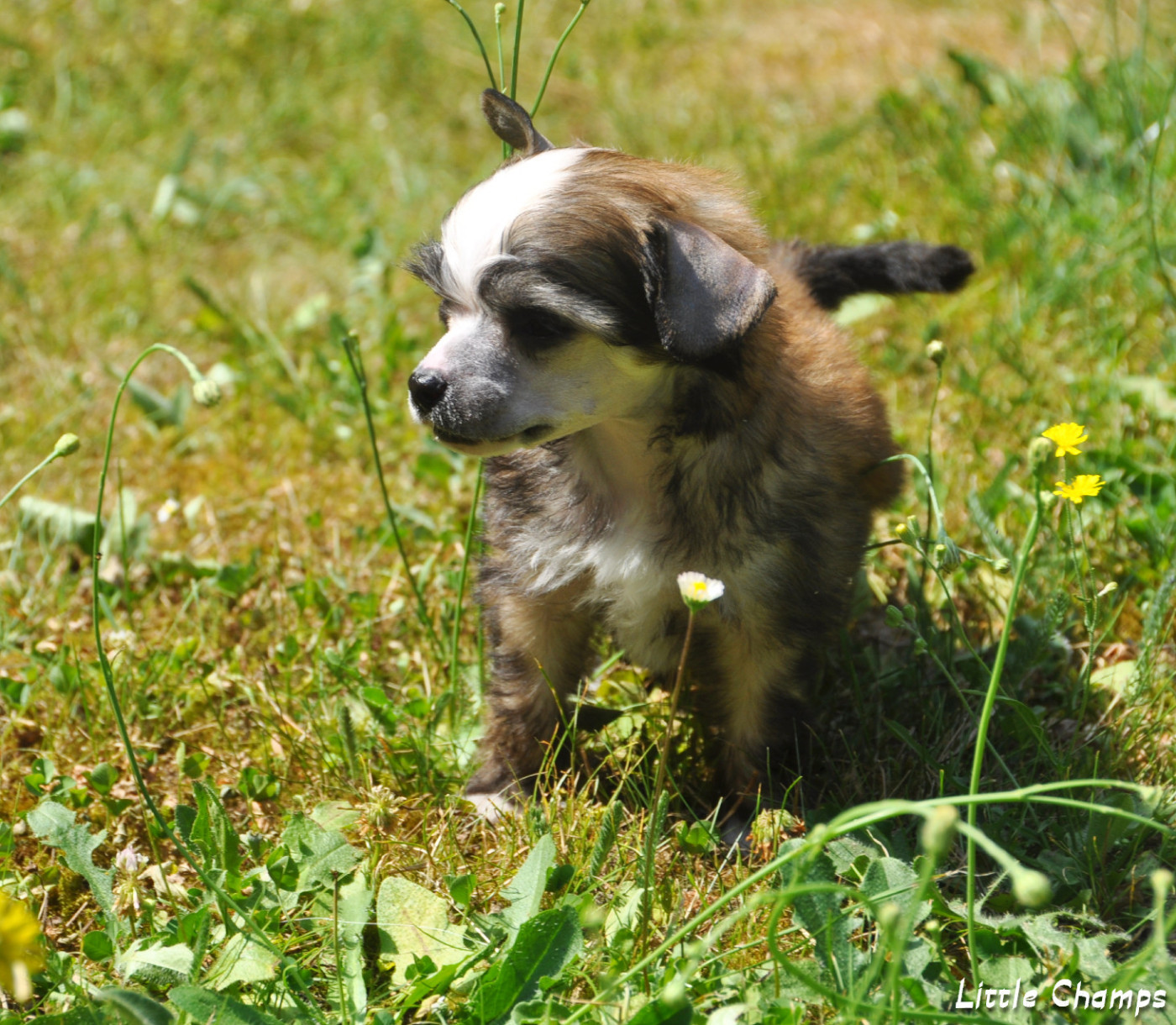 Little Champs - Chiots disponibles - Chien chinois à crête