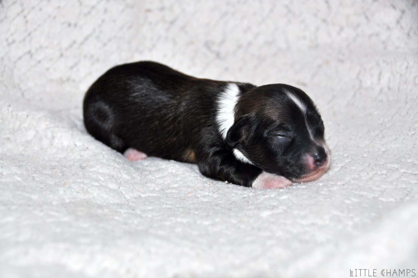 Little Champs - Chiots disponibles - Chien chinois à crête