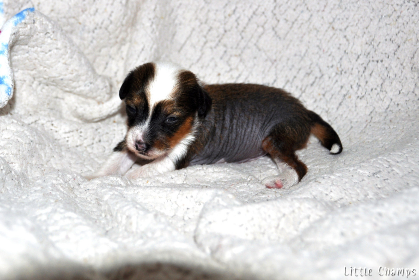 Little Champs - Chiots disponibles - Chien chinois à crête