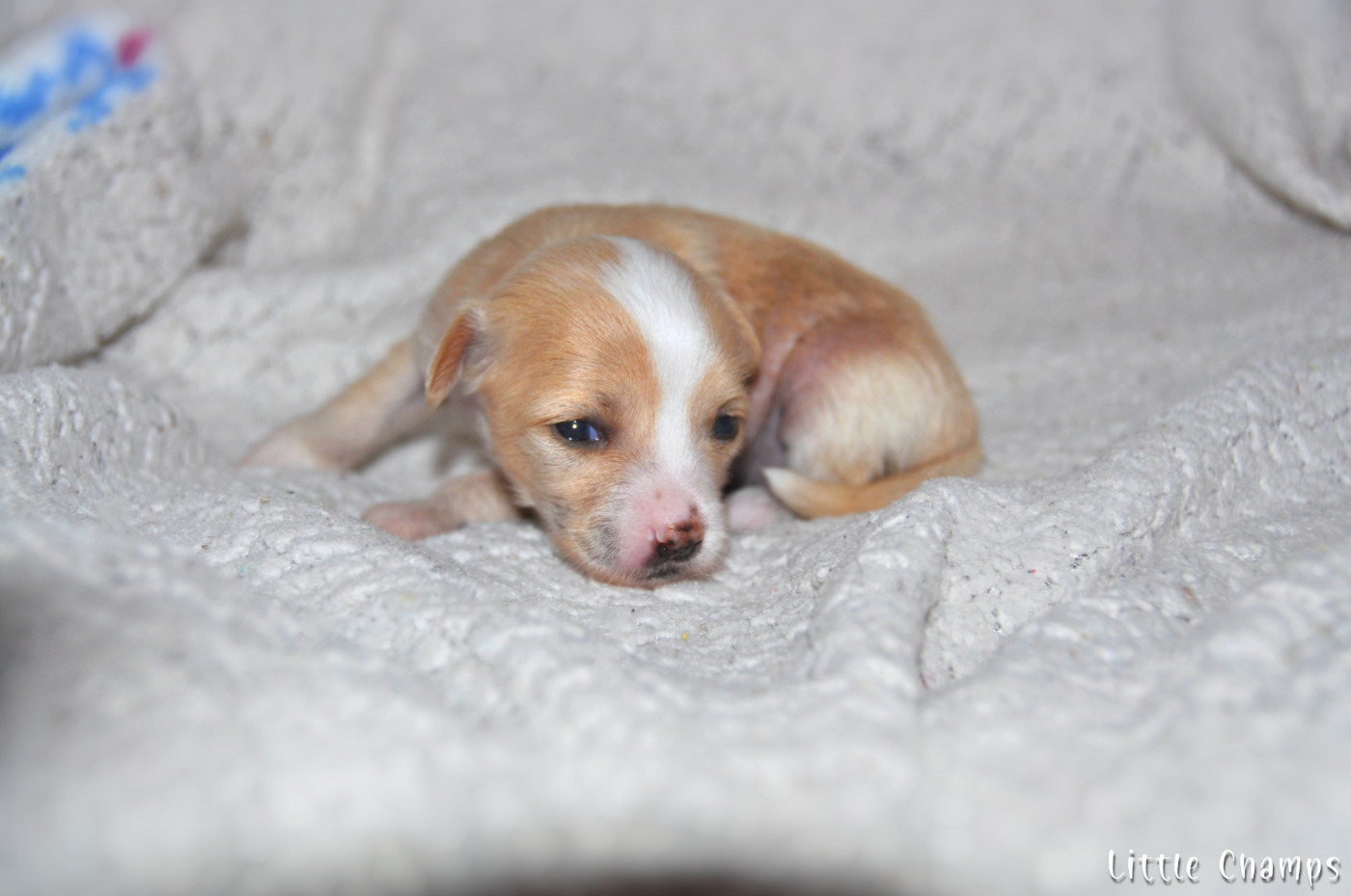 Little Champs - Chiots disponibles - Chien chinois à crête