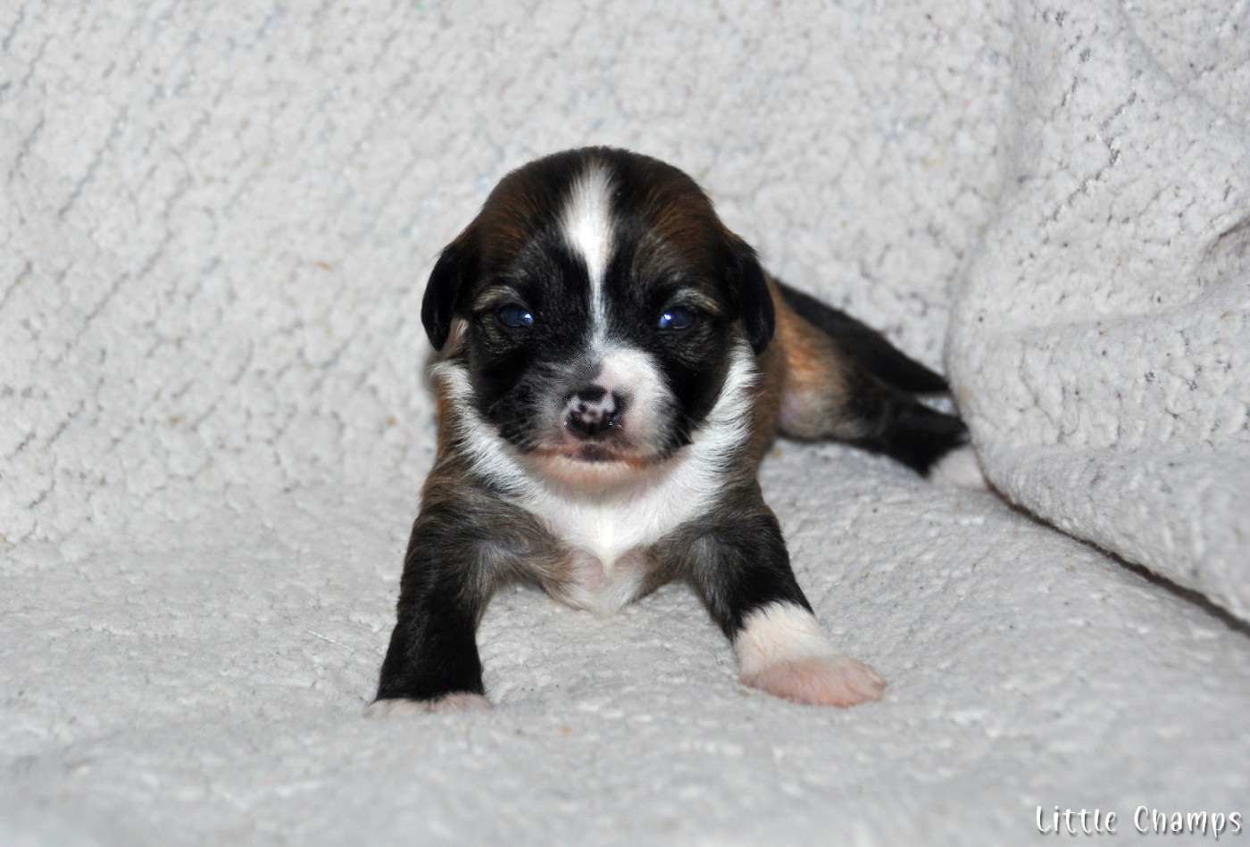 Little Champs - Chiots disponibles - Chien chinois à crête