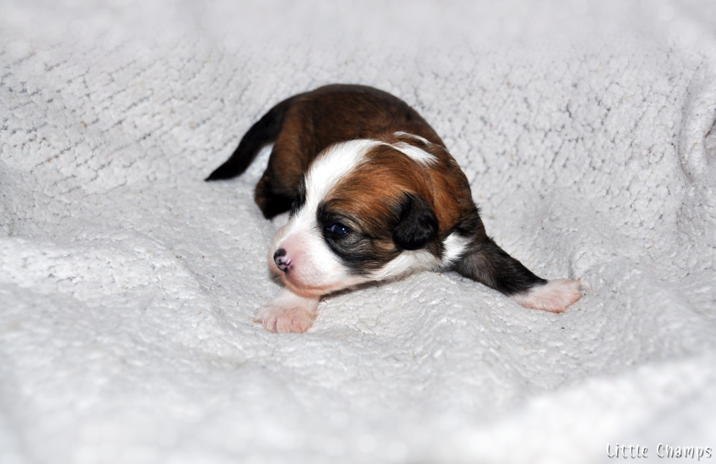 Little Champs - Chiots disponibles - Chien chinois à crête