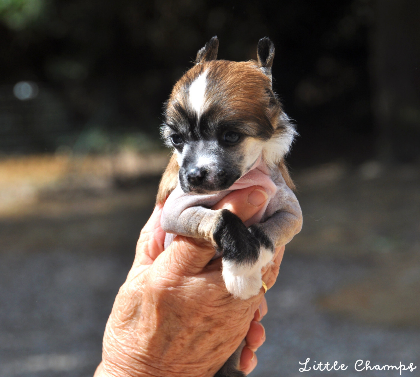 Little Champs - Chiots disponibles - Chien chinois à crête