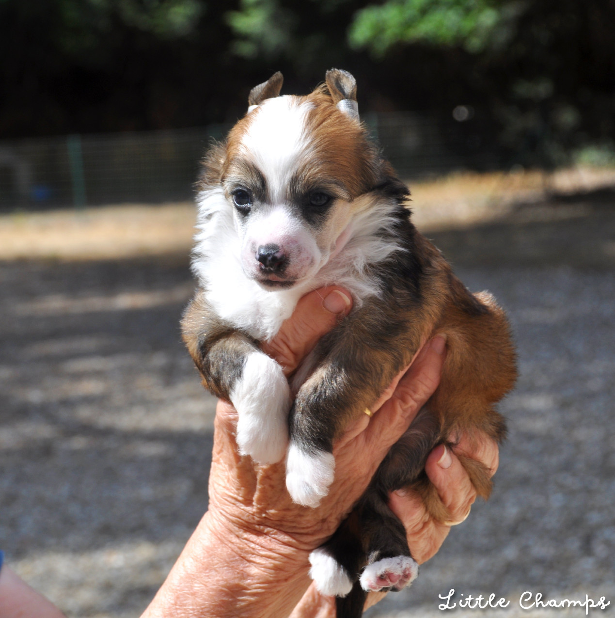 Little Champs - Chiots disponibles - Chien chinois à crête