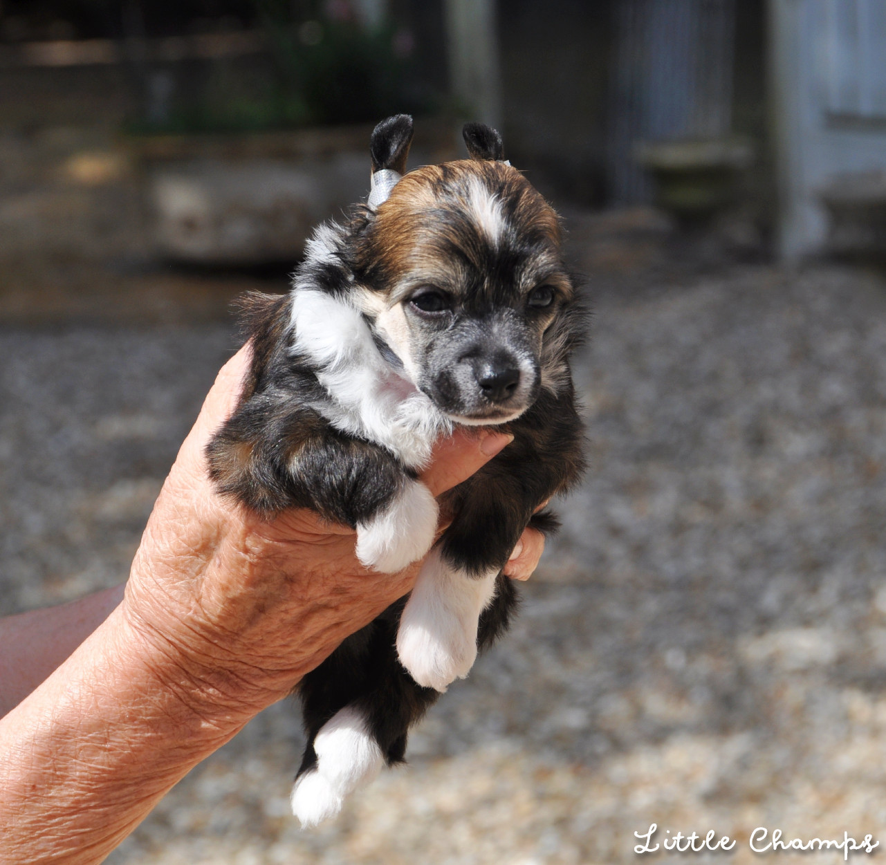 Little Champs - Chiots disponibles - Chien chinois à crête