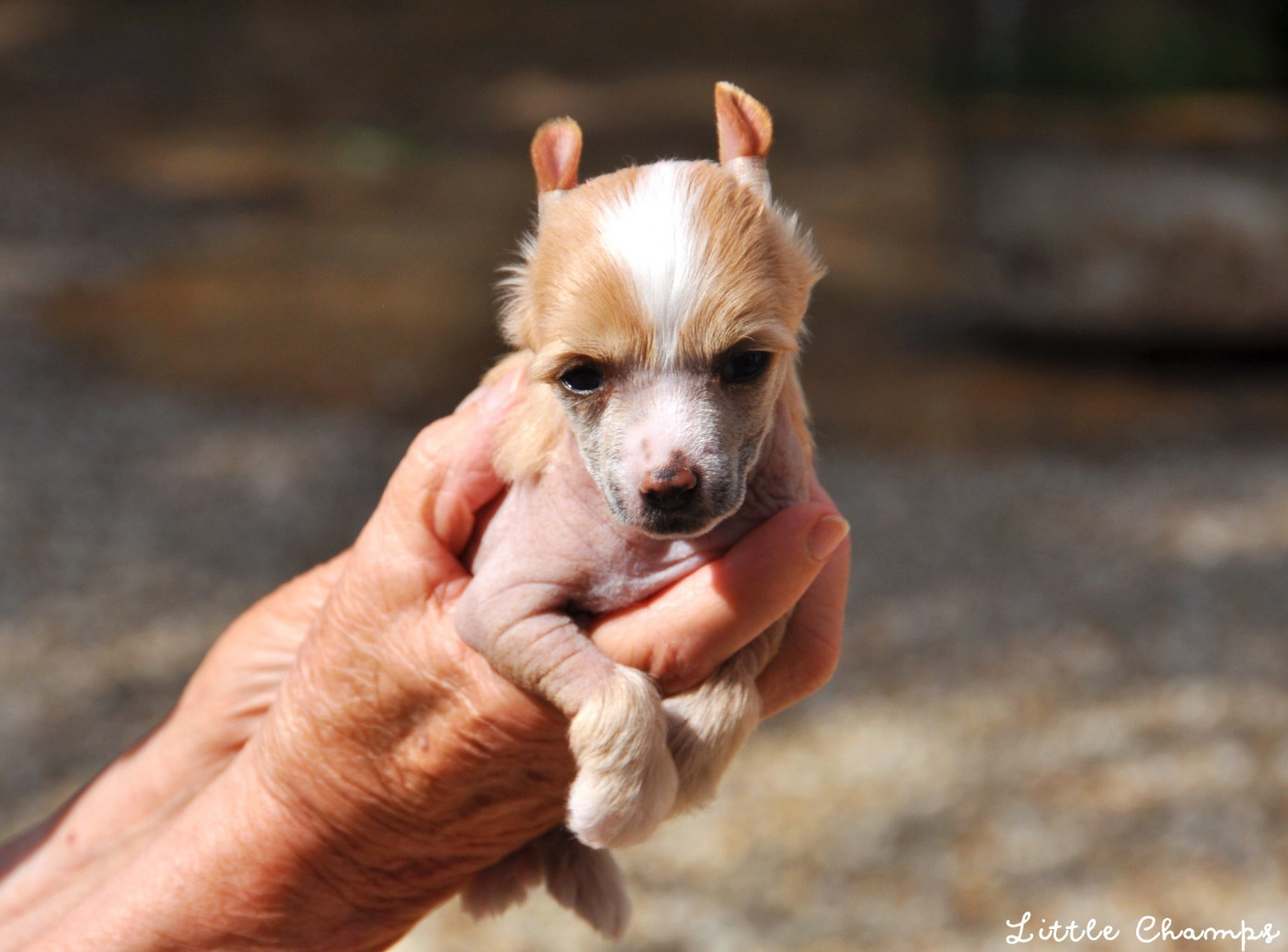 Little Champs - Chiots disponibles - Chien chinois à crête
