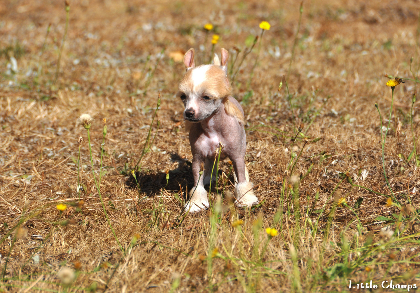 Little Champs - Chiots disponibles - Chien chinois à crête