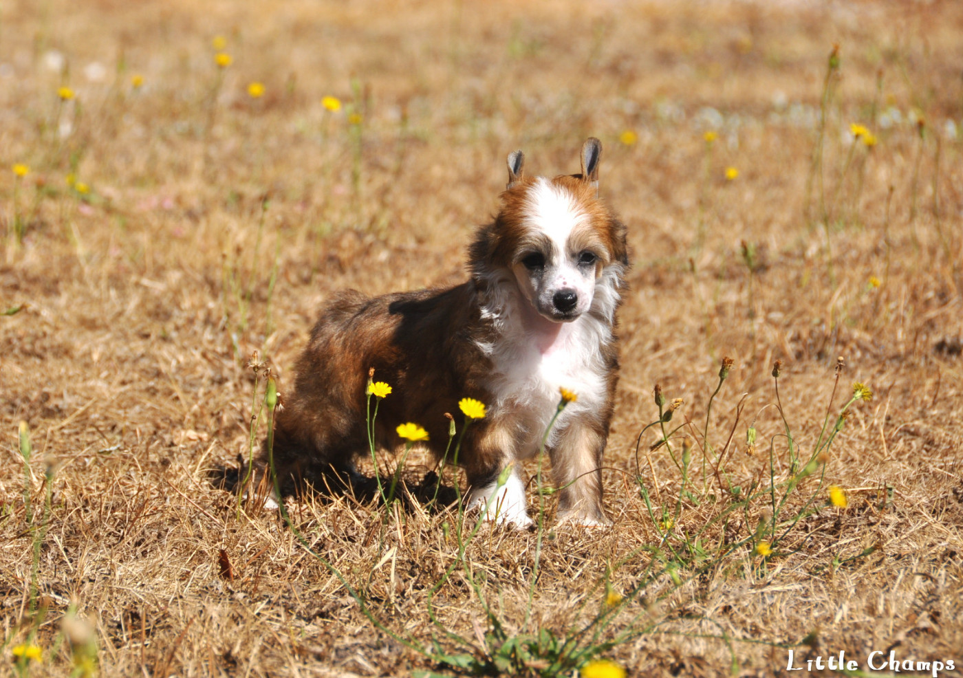 Little Champs - Chiots disponibles - Chien chinois à crête
