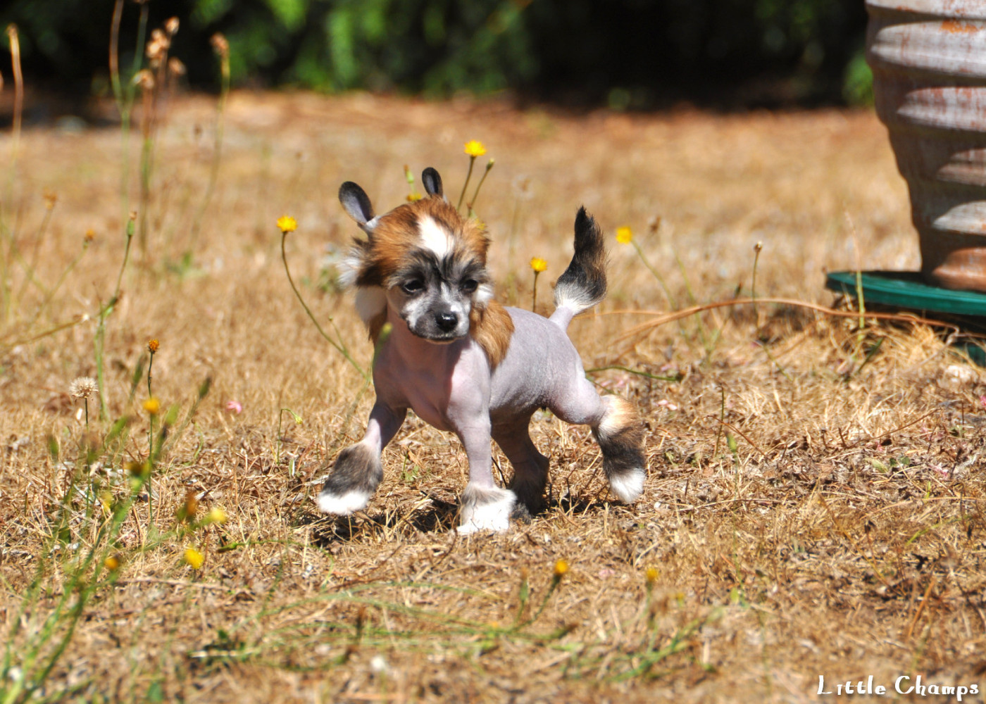 Little Champs - Chiots disponibles - Chien chinois à crête