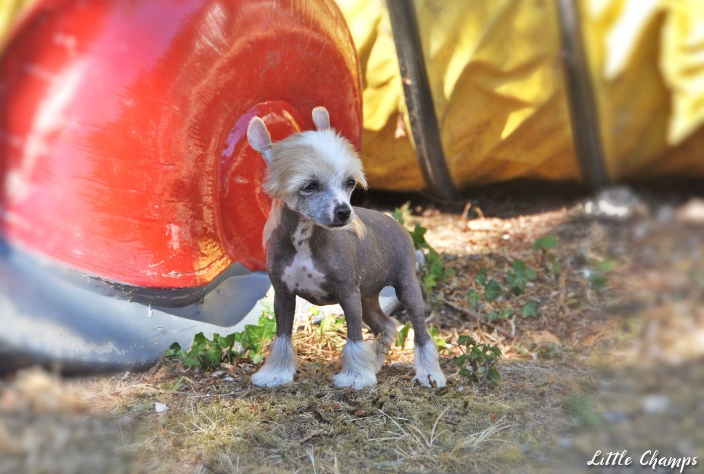 Little Champs - Chiots disponibles - Chien chinois à crête
