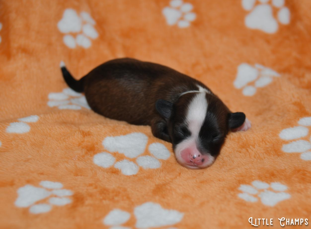 Little Champs - Chiots disponibles - Chien chinois à crête