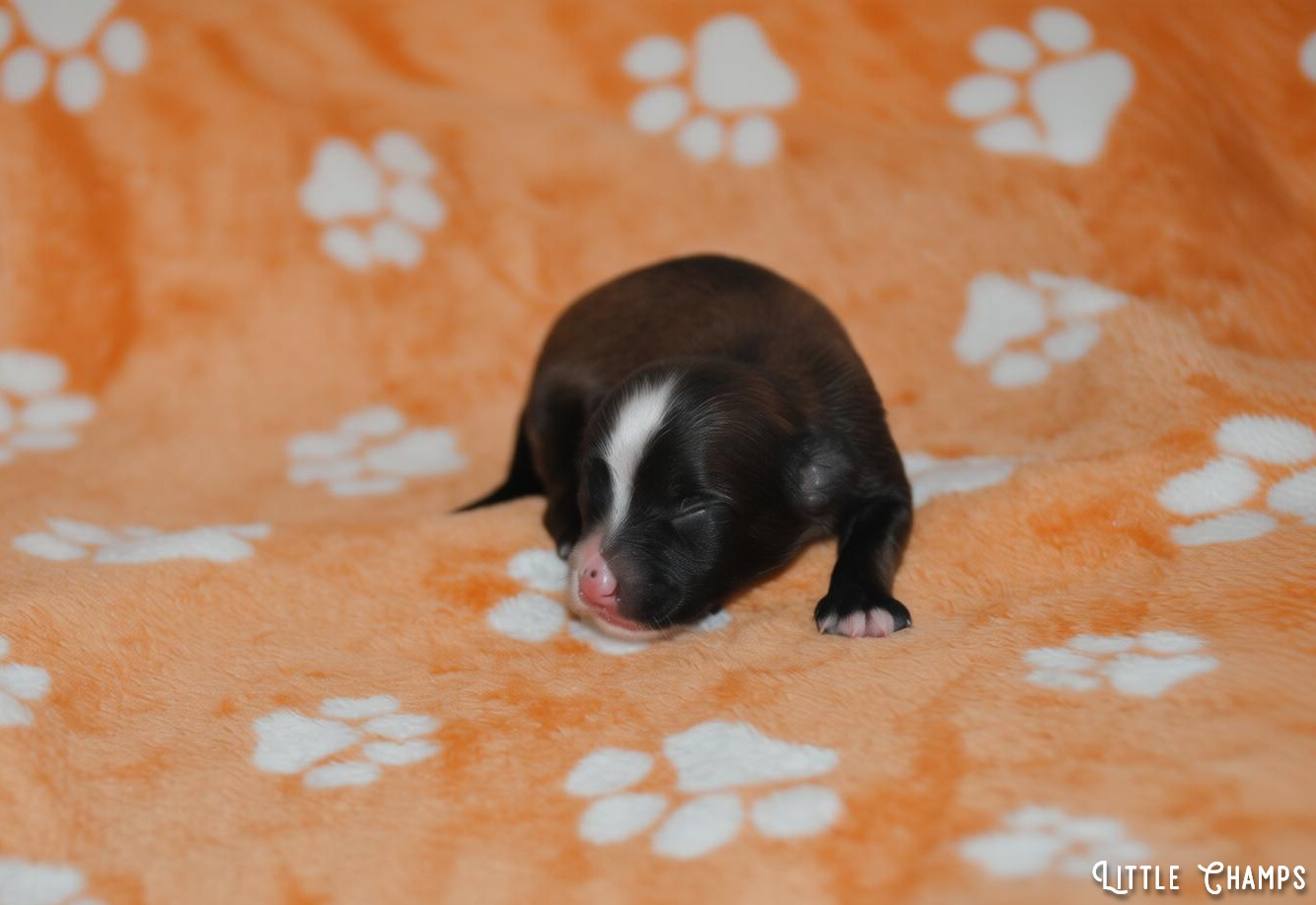 Little Champs - Chiots disponibles - Chien chinois à crête