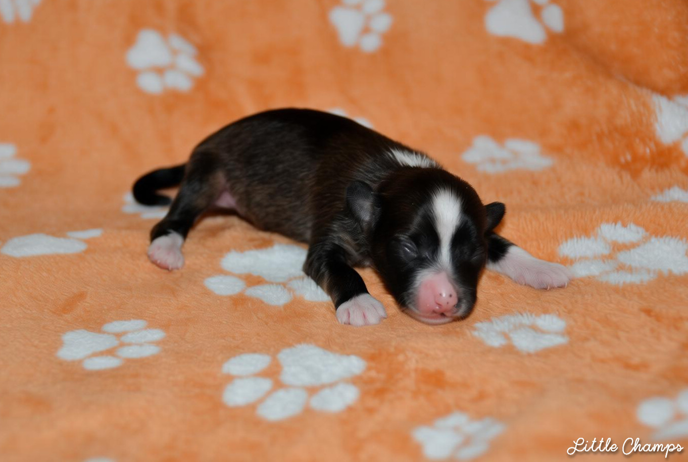 Little Champs - Chiots disponibles - Chien chinois à crête
