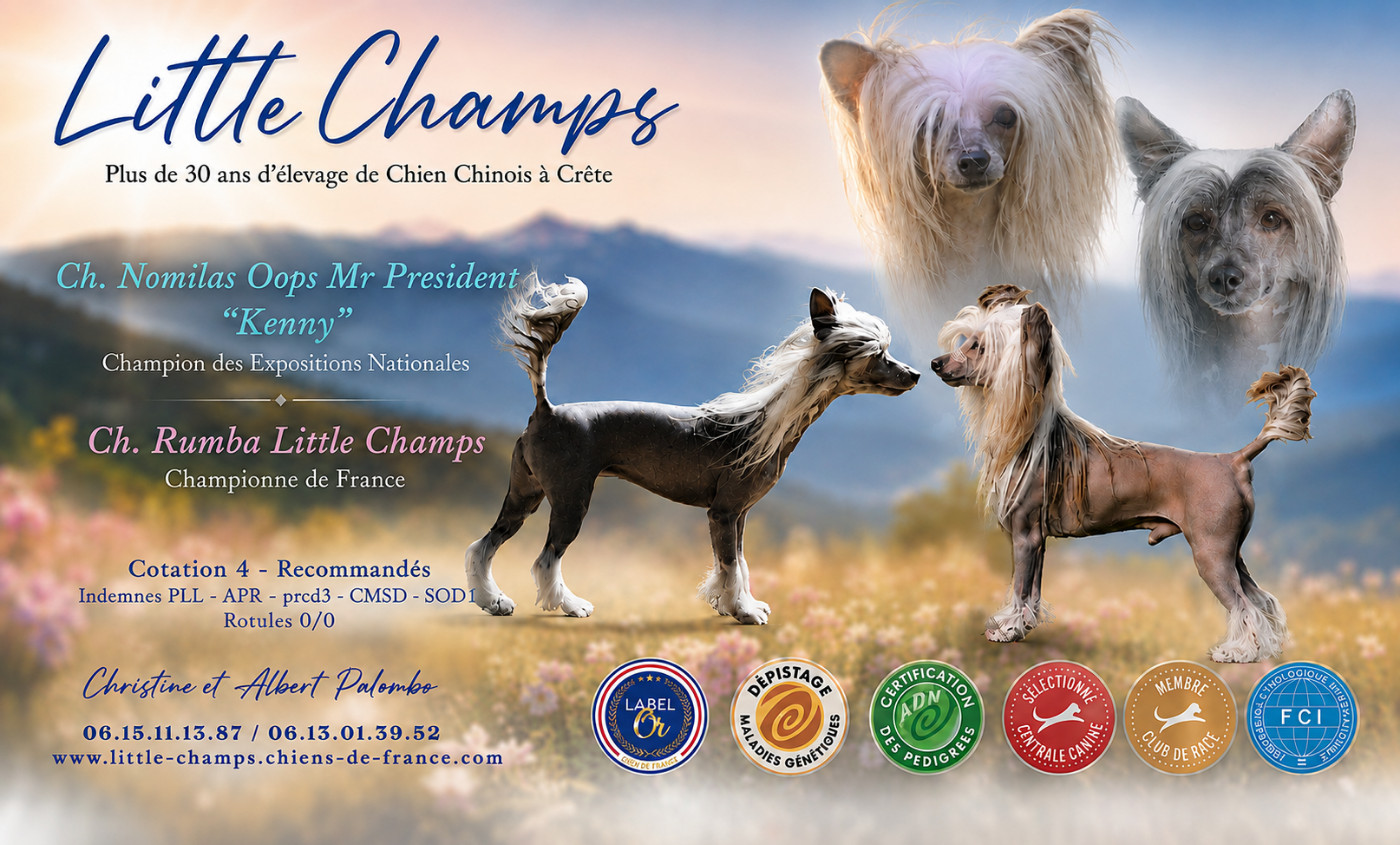 Chiot Chien chinois à crête Little Champs