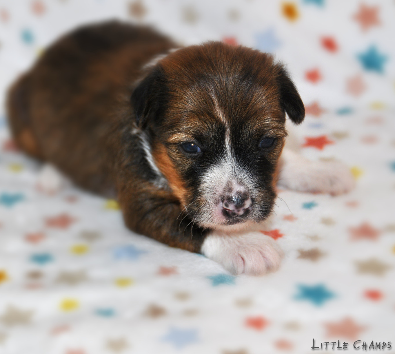 Little Champs - Chiots disponibles - Chien chinois à crête
