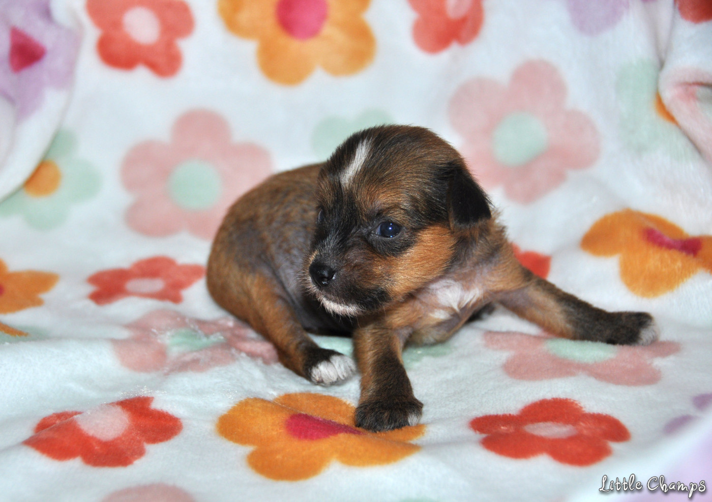 Little Champs - Chiots disponibles - Chien chinois à crête