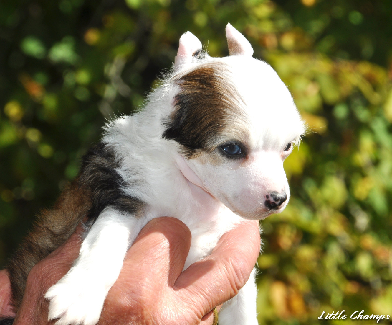Little Champs - Chiots disponibles - Chien chinois à crête