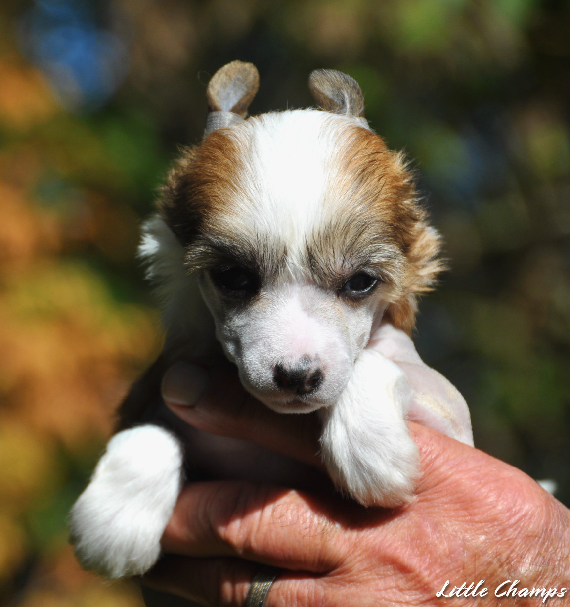 Little Champs - Chiots disponibles - Chien chinois à crête