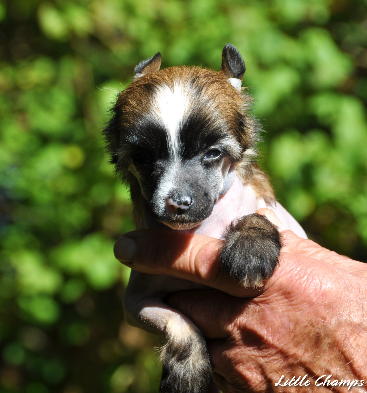 Little Champs - Chiots disponibles - Chien chinois à crête