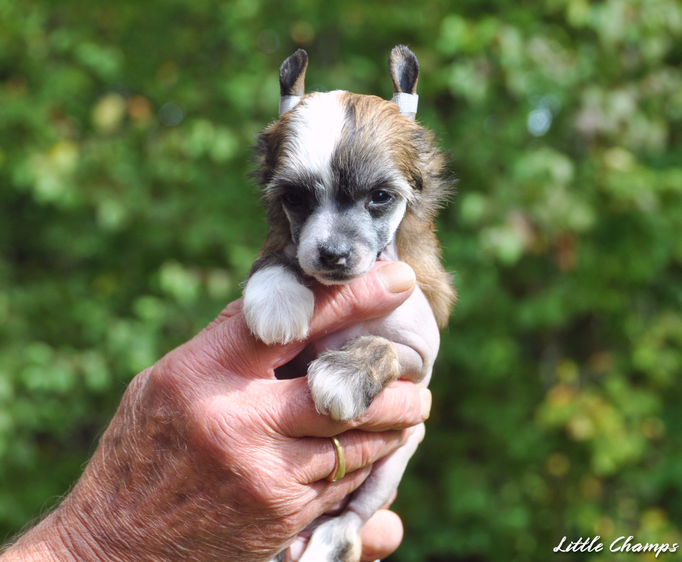 Little Champs - Chiots disponibles - Chien chinois à crête