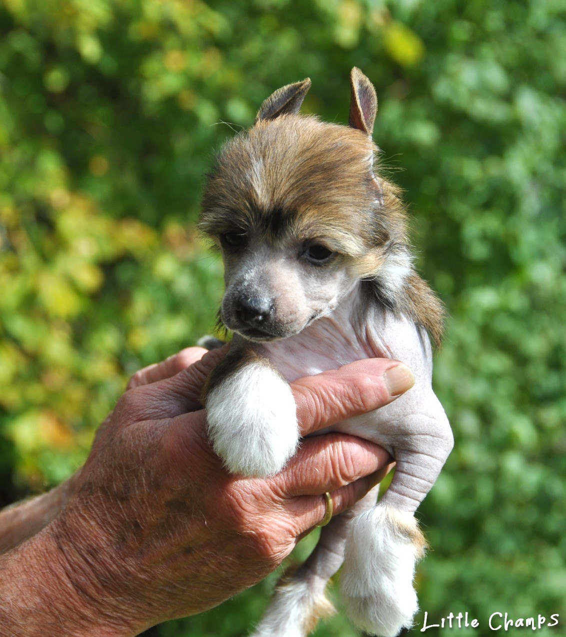 Little Champs - Chiots disponibles - Chien chinois à crête