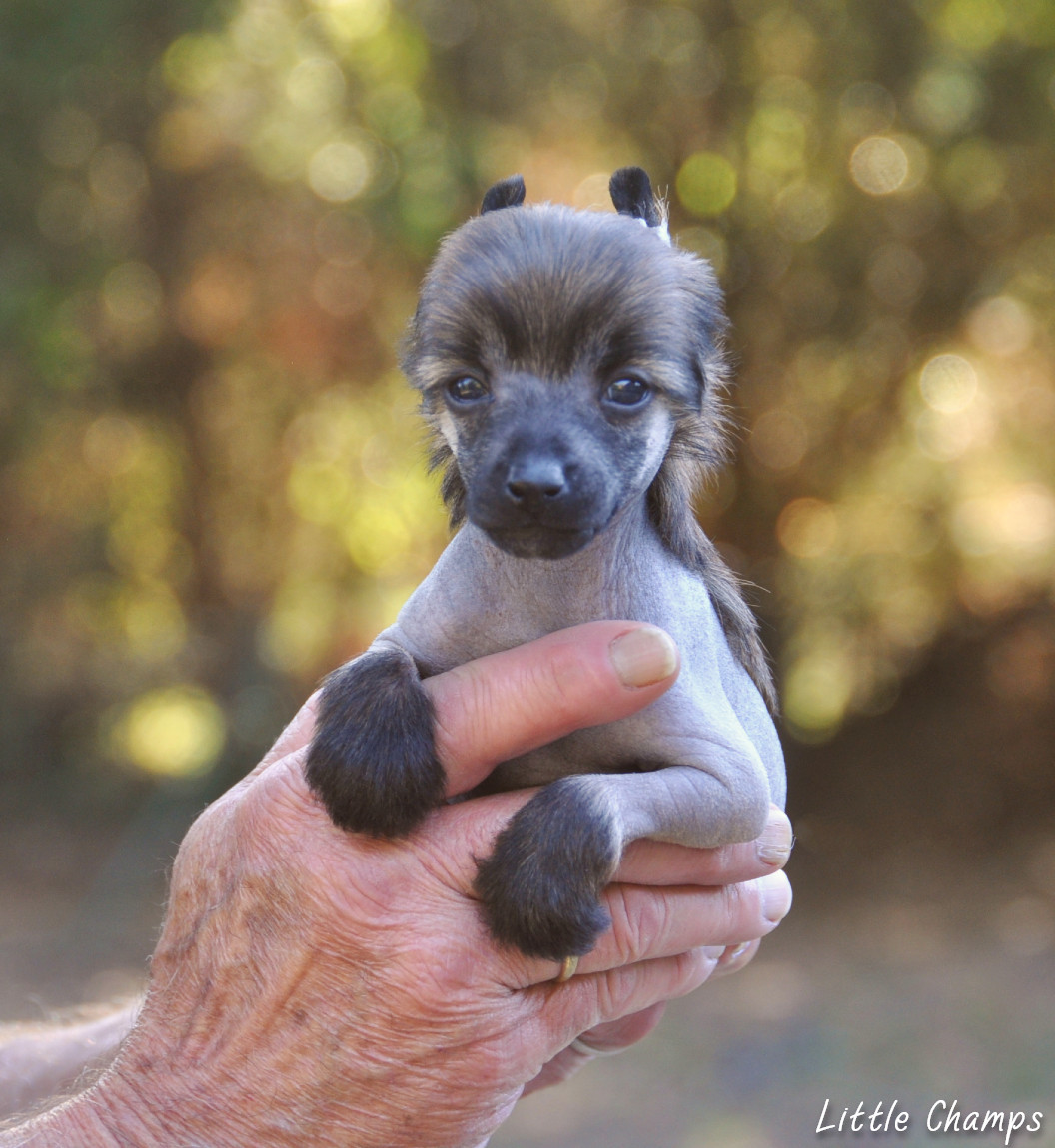 Little Champs - Chiots disponibles - Chien chinois à crête