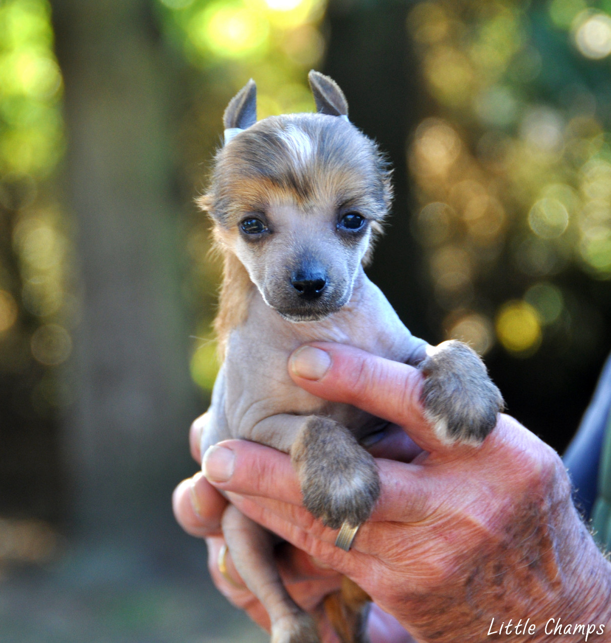 Little Champs - Chiots disponibles - Chien chinois à crête